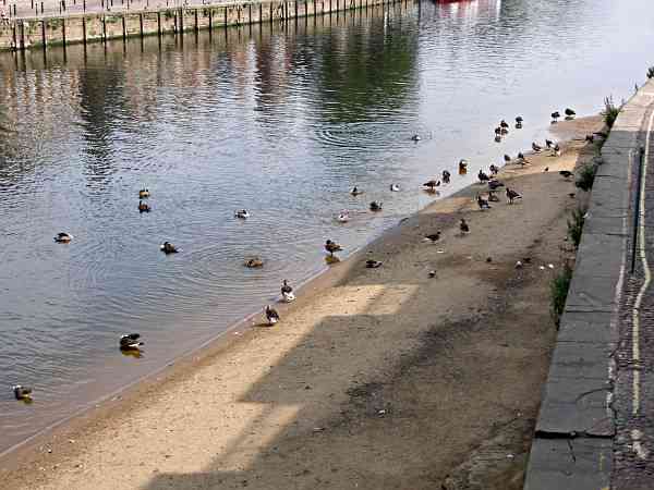 Canada geese ,,, looking south down the river.